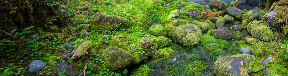 aerial view moss on rocks